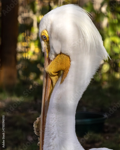 White Pelican (grooming)