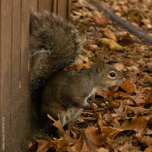 Eastern Gray Squirrel (autumn leaves)