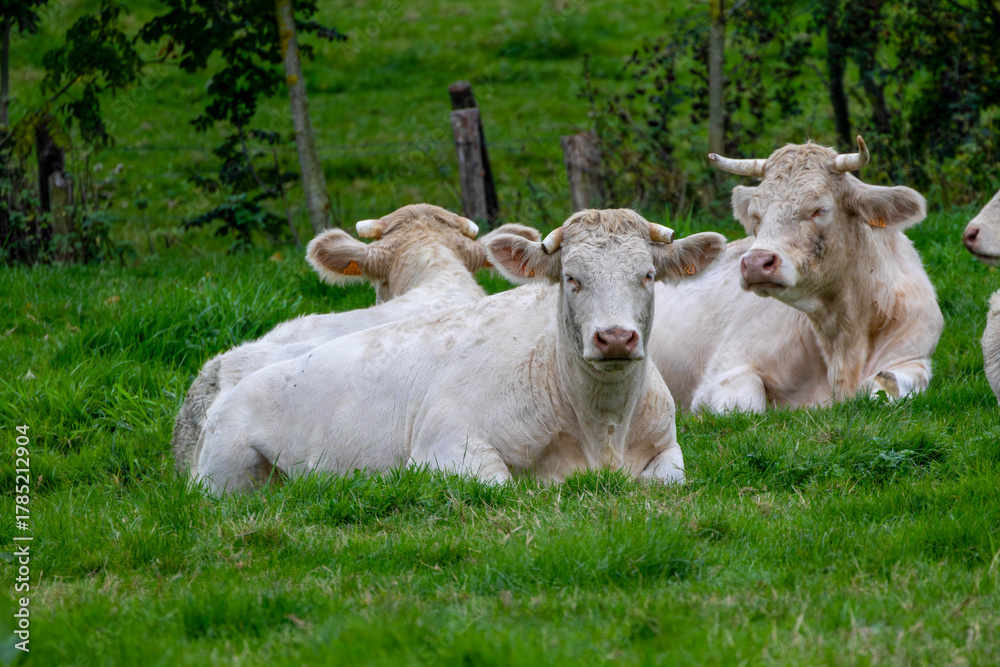 Fototapeta premium White Charolais cows resting in a green meadow