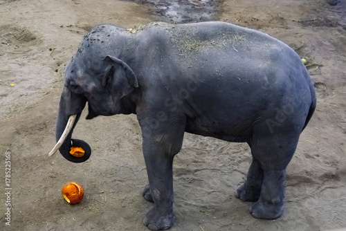 Asian elephant at the Halloween program