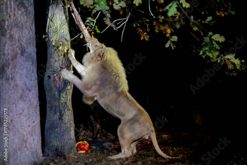 While lions with Halloween pumpkin