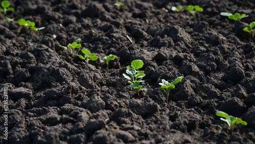 Rape. Winter rape grows in the autumn field. Brassica napus. n