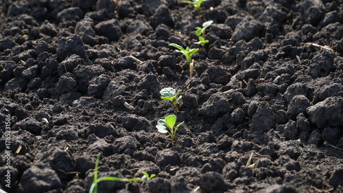 Winter rapeseed grows on the farm field. n