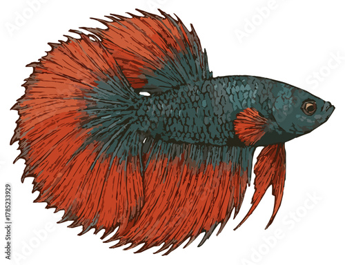 Betta splendens illustration art