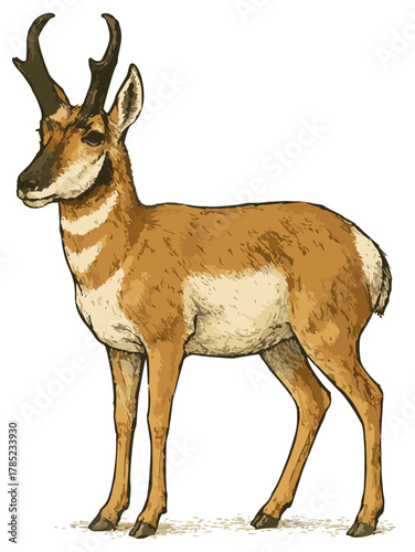 Antilocapra americana illustration art