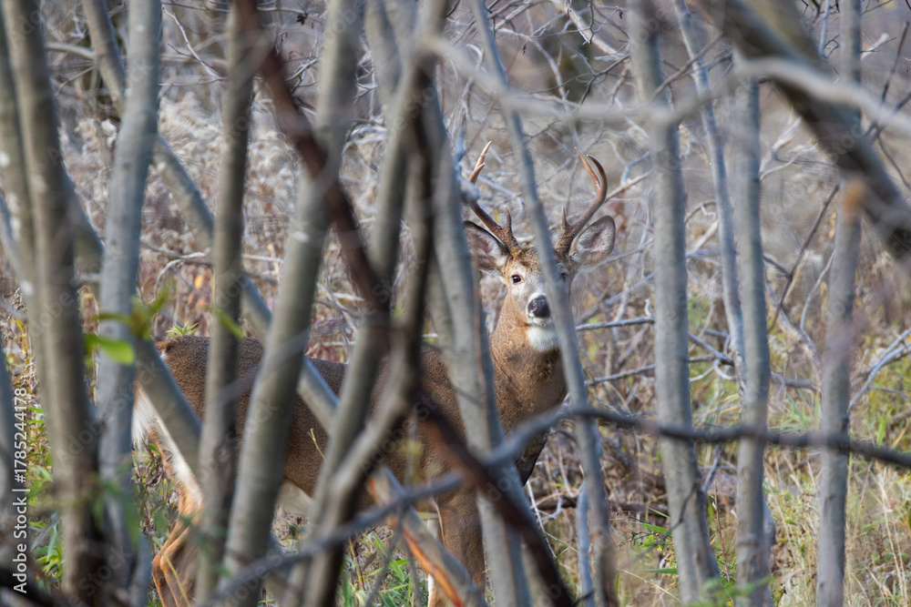 Obraz premium White tailed deer during the rut