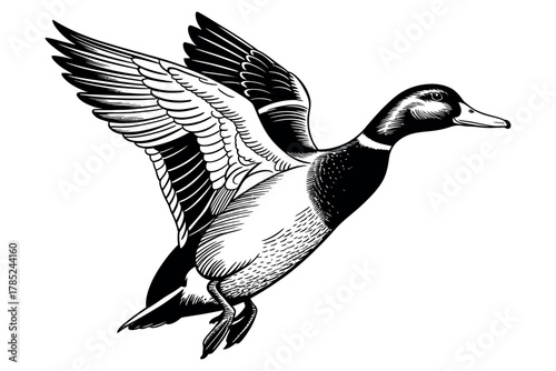 Illustration of a mallard duck in flight with detailed wing and feather art