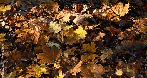 Foto Top-down texture of fallen foliage