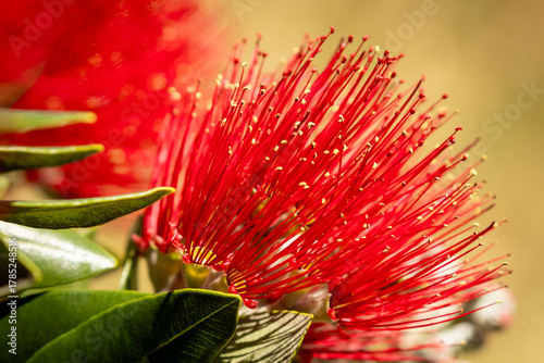 New Zealand Pohutukawa tree NZ Christmas tree in flower