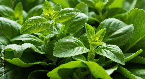 Wallpaper Mural Close-up of vibrant green leaves, possibly herbs, with textured surfaces and new growth Torontodigital.ca
