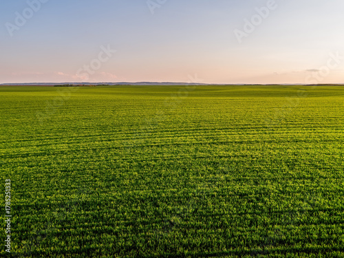 Green farm field growing fresh crops under sky