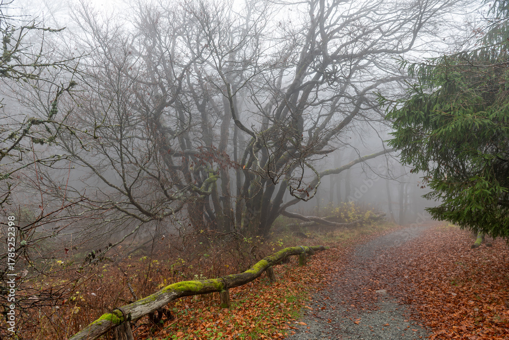 Obraz premium Neblige Herbststimmung mit Bäumen eines Mischwaldes am Morgen auf dem menschenleeren Gipfelplateau des Großen Feldbergs im Taunus