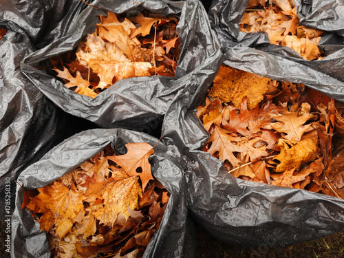Collected Orange Fall Leaves in Bags