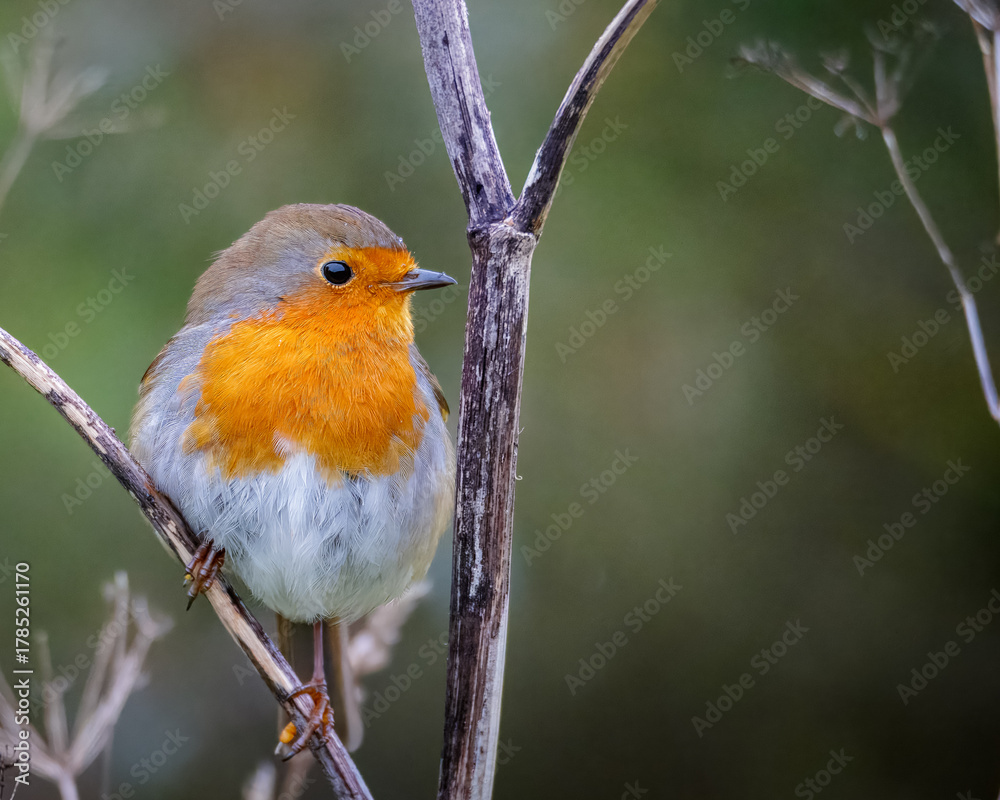 Fototapeta premium A Robin, Erithacus rubecula, Redbreast perched and posing for the camera Ensor's Pool, Warwickshire, October 2025.