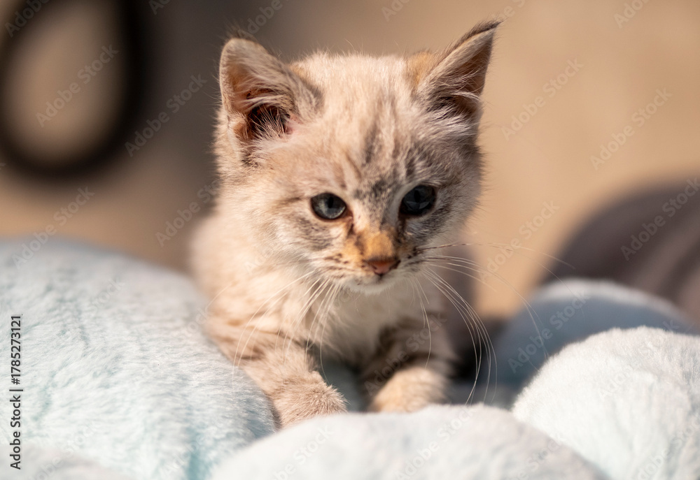 Obraz premium Portrait of a small, fluffy, beautiful kitten. Sunny day, close-up.