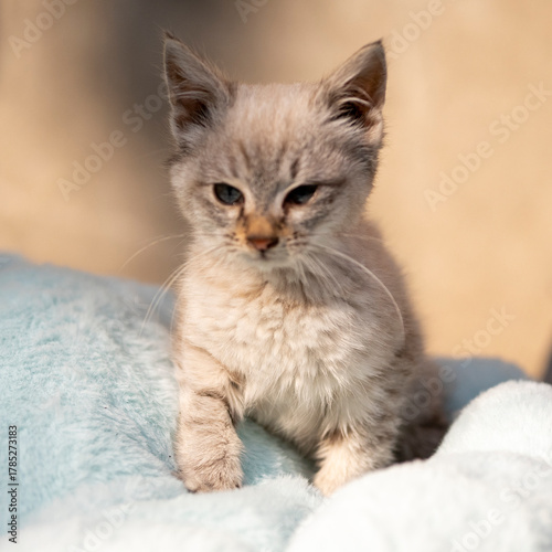 Portrait of a small, fluffy, beautiful kitten. Sunny day, close-up.