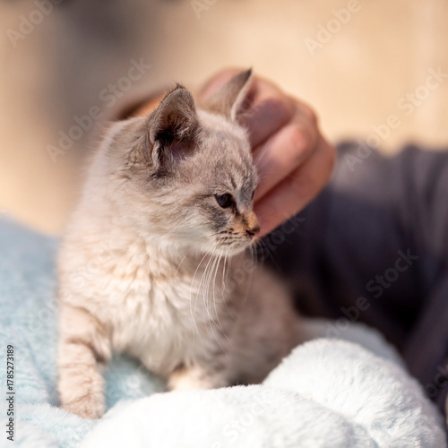 Portrait of a small, fluffy, beautiful kitten. Sunny day, close-up.