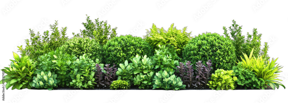 Obraz premium Diverse green plants forming a lush and vibrant garden scene
