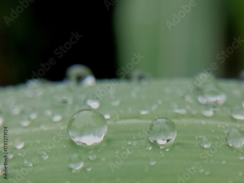 raindrops on leaf