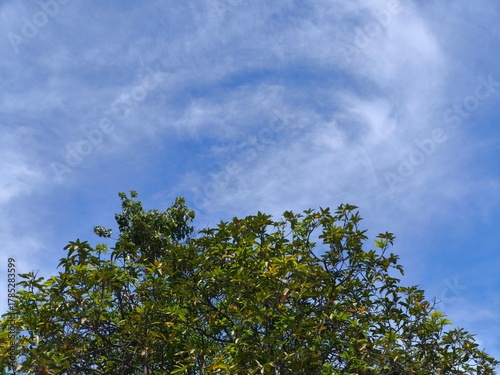 Green tree foliage with cloudy sky background