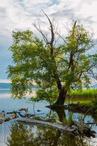 Lonely Tree Reflected in Calm Lake Hungary