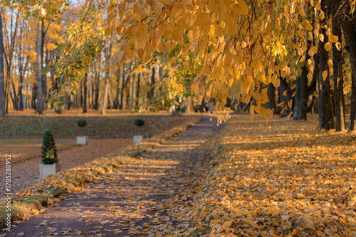 Bright sunny autumn landscape . Autumn picture. Photo for the autumn calendar. High quality photo