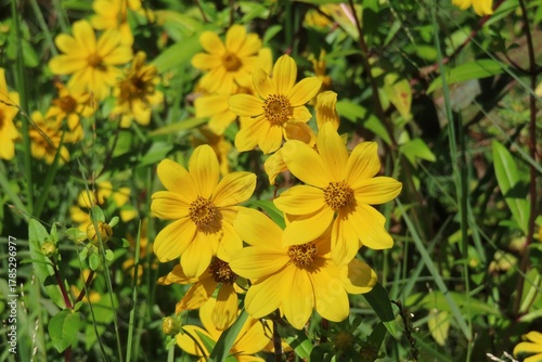 Bidens aristosa flowers in the meadow in Florida nature, closeup