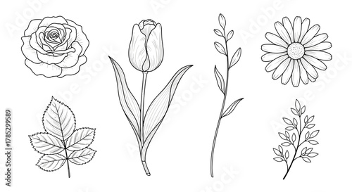 Illustration of a rose tulip daisy and assorted leaves and stems