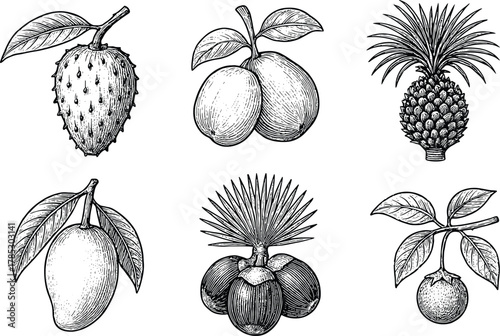 Vintage hand drawn tropical fruits botanical engraving detailed illustration collection set