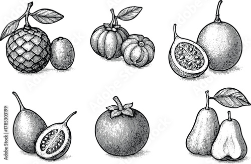 Collection of exotic tropical fruits hand drawn in vintage engraving botanical style with detailed natural leaves and textures