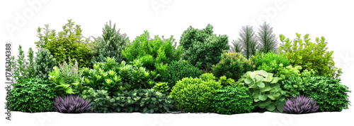 A variety of lush green plants and shrubs in a natural setting