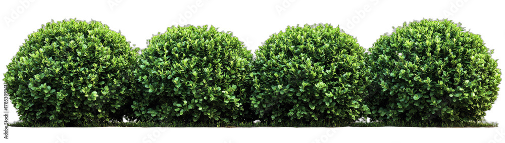 Obraz premium Four neatly trimmed green bush balls in a row