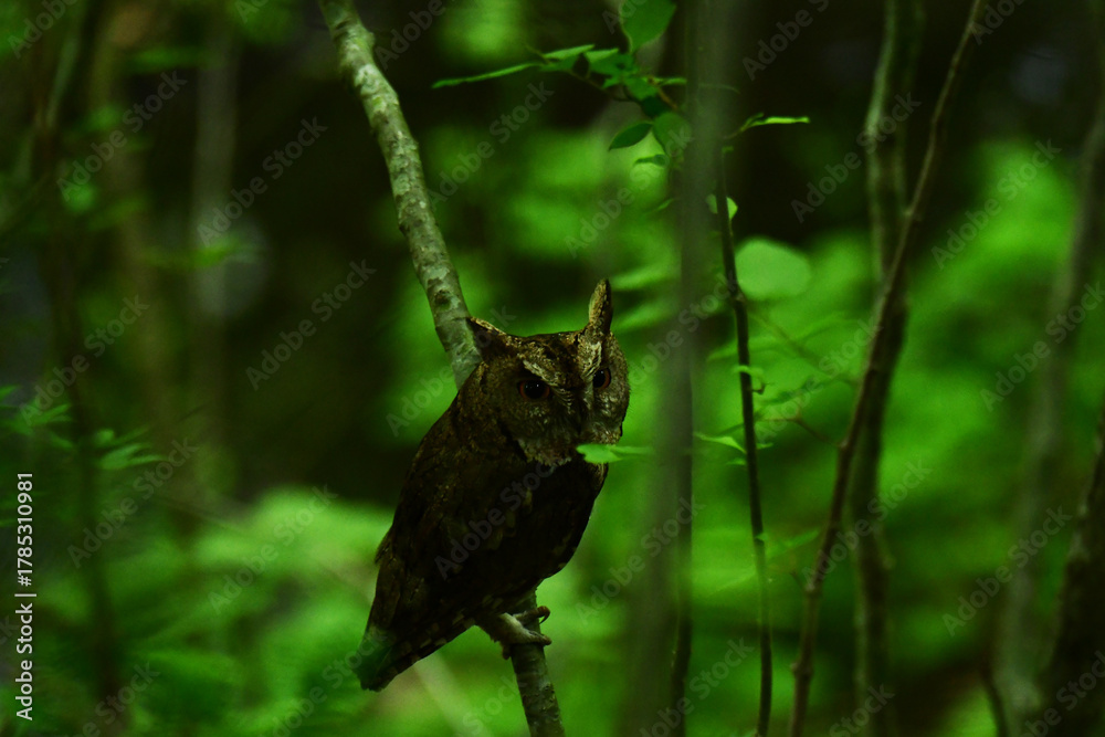 Obraz premium 初夏の暗い森のオオコノハズク