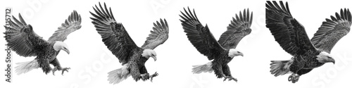 Majestic bald eagles descending, a powerful symbol of freedom and resilience, perfect for patriotic themes, nature documentaries, or strong brand messaging