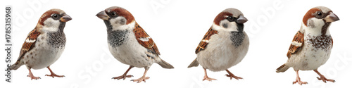 Charming quartet of sparrows, a delightful flock full of character and detail, perfect for nature lovers and bird enthusiasts, originally a scalable vector graphic