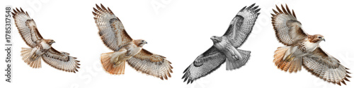 Dynamic Red-Tailed Hawks soaring gracefully, demonstrating power and freedom, ideal for nature documentaries, environmental projects, or wildlife educational materials, vector art