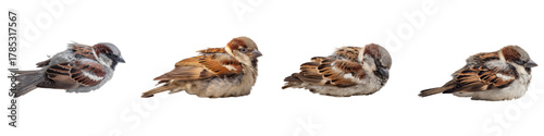 Charming quartet of sparrows huddled together, a delightful wildlife scene perfect for nature enthusiasts, conveying warmth and serenity with these small birds