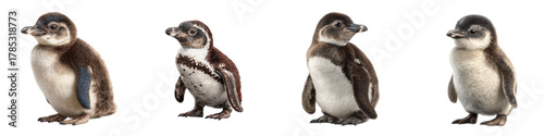 Precious penguin chicks standing together, adorable wildlife portraits full of charm, capturing youthful innocence and the beauty of nature's little wonders, a heartwarming scene