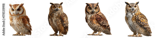 Four captivating owls, each a unique feathered friend, perfect for nature enthusiasts, wildlife projects, and educational materials, showcasing avian beauty