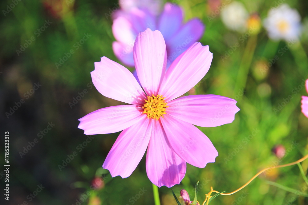 Fototapeta premium Bright pink cosmos flowers in a natural garden.