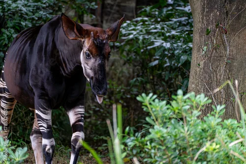 Fototapeta オカピ
