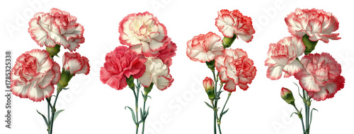 Watercolor White and Red Carnation Flowers, PNG with Transparent Background