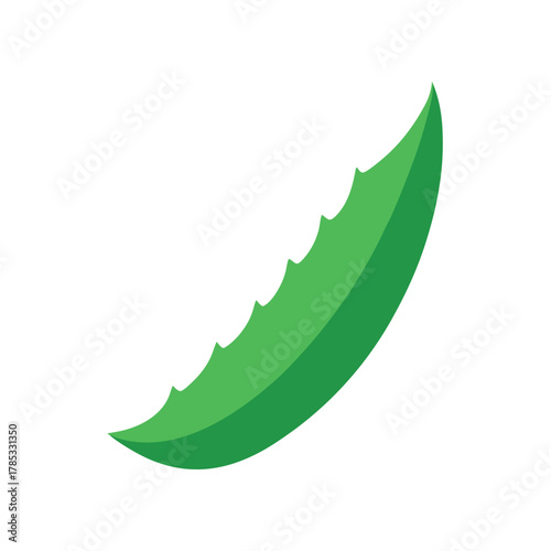 Green aloe vera leaf slice on white background Keywords: aloe vera, leaf, green, slice, plant