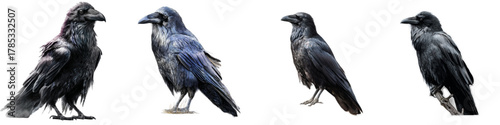 Four ravens in a row, standing tall and watchful, perfect for Halloween, gothic themes, or projects needing a touch of mystery and intrigue with a touch of darkness