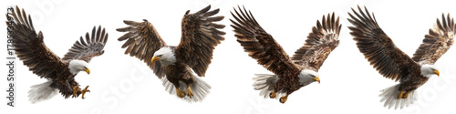 Majestic bald eagles soaring, powerful wildlife in flight, symbolizing freedom and American pride, dynamic birds of prey for patriotic themes and nature projects