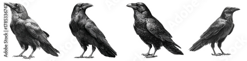 Eerie flock of ravens in monochrome, perfect for Halloween graphics or gothic designs, adding a touch of mystery and intrigue to your creative projects