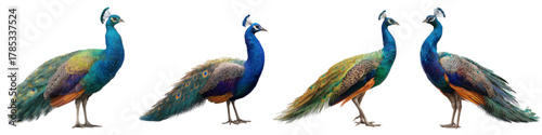 Exotic peacocks in a row showcase vibrant colors, perfect for nature illustrations, elegant designs, and vibrant avian themes, enhanced for professional graphic projects