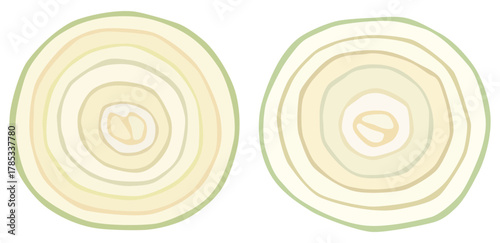 輪切りにした玉ねぎのイラスト 断面 ベクター素材