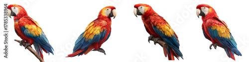 Stunning collection of vibrant Scarlet Macaws perched gracefully on branches, showcasing exotic plumage and captivating beauty, perfect for nature lovers, vibrant designs
