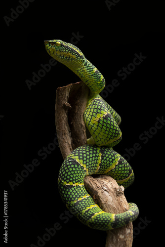 Tropidolaemus wagleri snake closeup on branch, Viper snake, Beautiful color wagleri snake